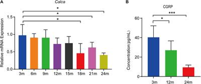 CGRP Regulates the Age-Related Switch Between Osteoblast and Adipocyte Differentiation